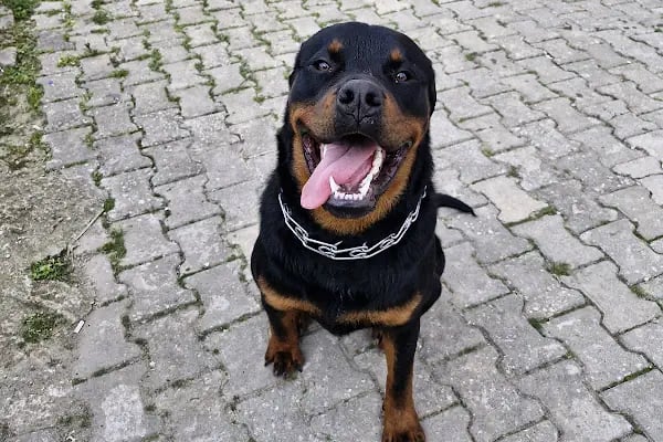 Vetlife Veteriner Kliniği - Resim 5