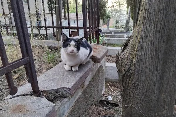 Büyükada Mezarlığı - Resim 3