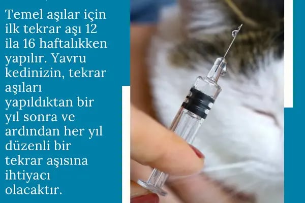 Alomamam Aydınlı PetShop - Resim 9