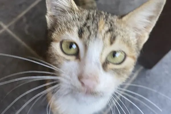 Ilıca Kasap Rıdvanın Yeri - Kebap Salonu - Resim 17