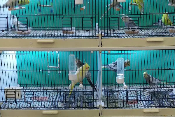 HIÇKIDIK PETSHOP AKVARYUM İZMİT - Resim 15
