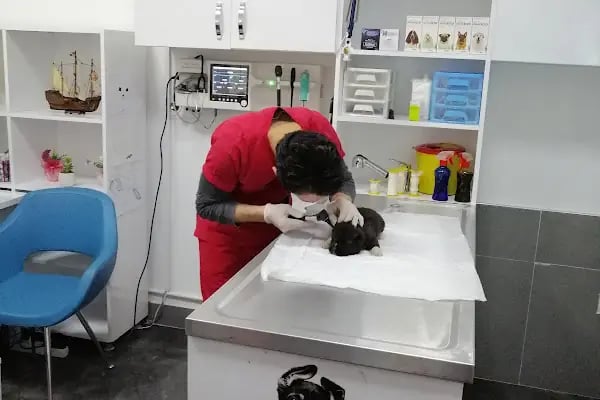 Carnivet Veteriner Kliniği - Resim 9