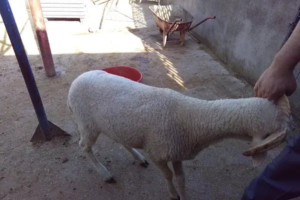 Adakçı İlhan Kurbanlık Adaklık - Resim 9