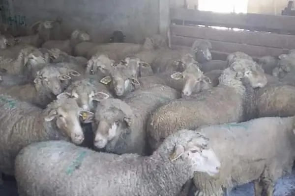 Adakçı İlhan Kurbanlık Adaklık - Resim 14