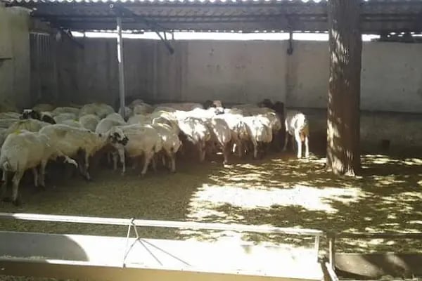 Adakçı İlhan Kurbanlık Adaklık - Resim 8