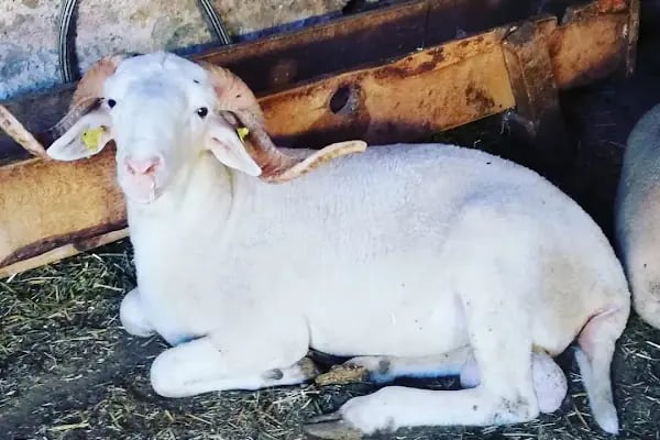 Adakçı İlhan Kurbanlık Adaklık - Resim 12