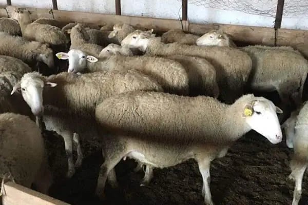 Adakçı İlhan Kurbanlık Adaklık - Resim 11