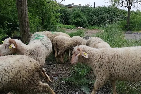 Adakçı İlhan Kurbanlık Adaklık - Resim 19