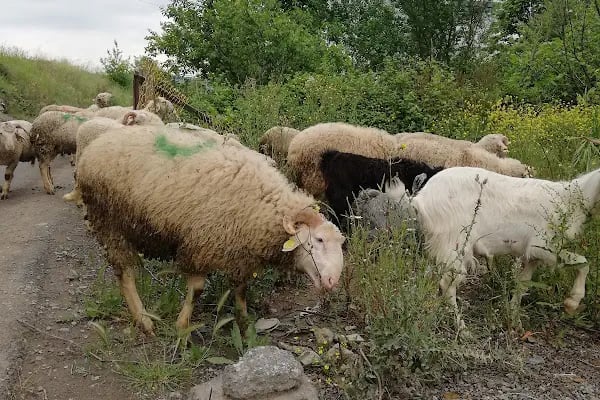 Adakçı İlhan Kurbanlık Adaklık - Resim 18