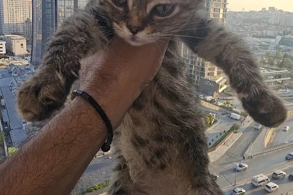 Güneşli Petliv Veteriner Kliniği - Resim 3