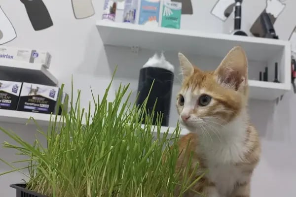 Güneşli Petliv Veteriner Kliniği - Resim 10