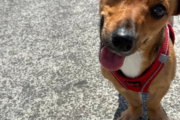 Güneşli Petliv Veteriner Kliniği - Resim 19