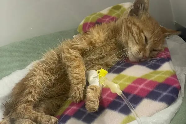 Güneşli Petliv Veteriner Kliniği - Resim 6