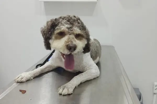 Güneşli Petliv Veteriner Kliniği - Resim 11