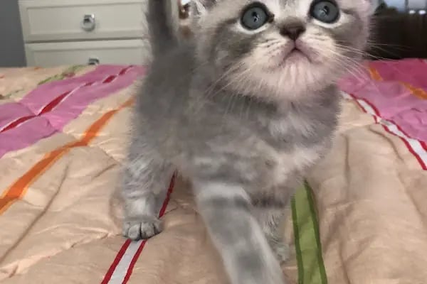 İLKİM PETSHOP - Resim 4
