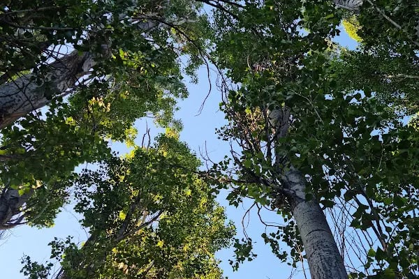 Yeşildere Orman Parkı - Resim 5