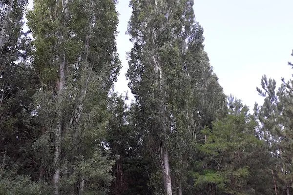 Yeşildere Orman Parkı - Resim 13