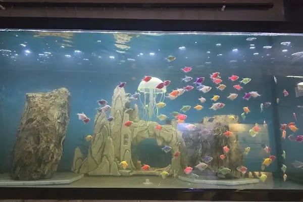 Mutlu akvaryum petshop - Resim 2