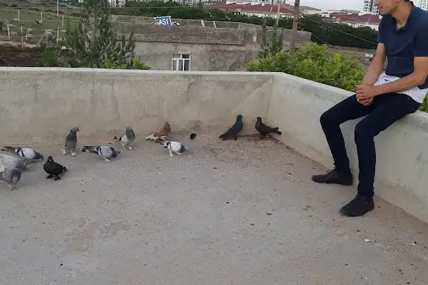 Çocuk Oyun Parkı - Resim 5