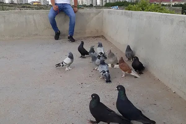 Çocuk Oyun Parkı - Resim 4