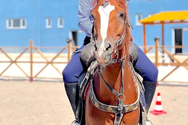 MALATYA ATLI SAFARİ KULÜBÜ - Resim 3