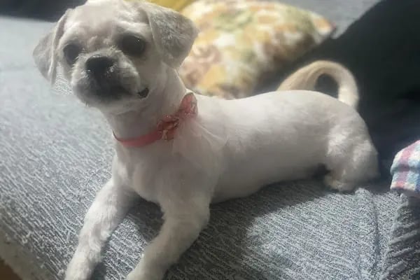 Ciciş Pet Kuaför - Resim 13
