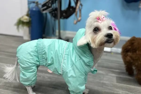 Ciciş Pet Kuaför - Resim 18