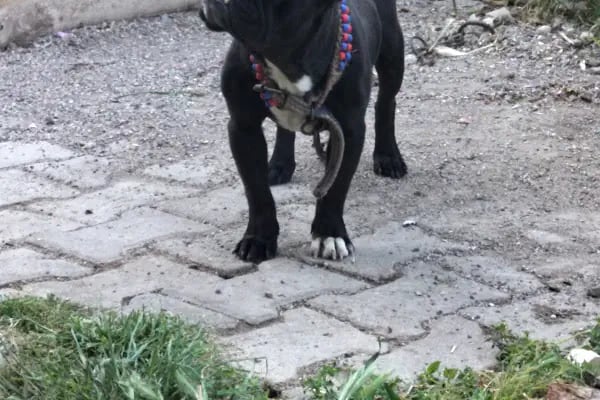 Ciciş Pet Kuaför - Resim 5
