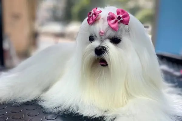 Ciciş Pet Kuaför - Resim 8