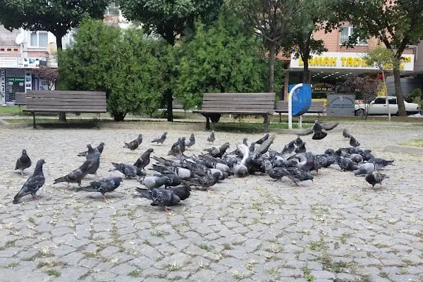 Togay Bayatlı Parkı - Resim 4