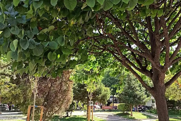 Togay Bayatlı Parkı - Resim 20