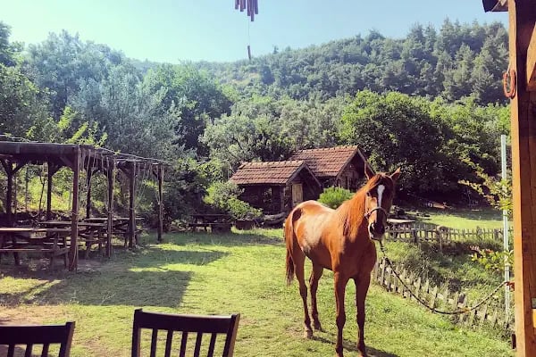 Doğuşlu Binicilik Kulübü - Resim 10