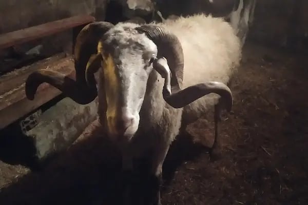 ARNAVUTKÖY ADAK PAZARI - Resim 19