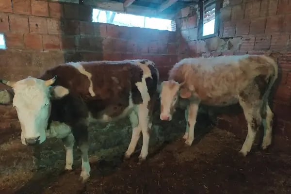 ARNAVUTKÖY ADAK PAZARI - Resim 18