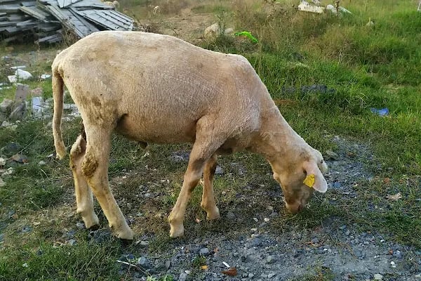 ARNAVUTKÖY ADAK PAZARI - Resim 8