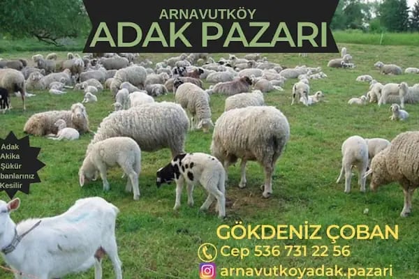ARNAVUTKÖY ADAK PAZARI - Resim 5