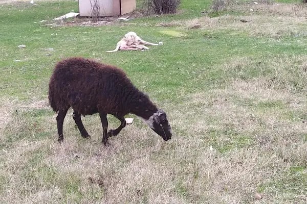 ARNAVUTKÖY ADAK PAZARI - Resim 15