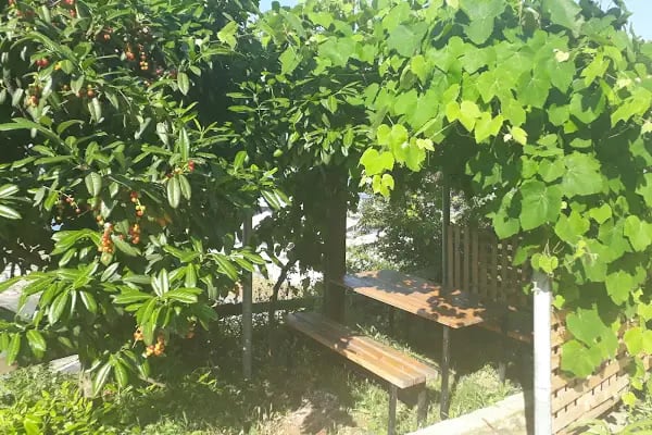Guesthaus Levent - Resim 9