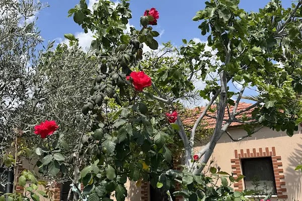Bekiroğlu Zeytinyağı Fabrikasi - Resim 11