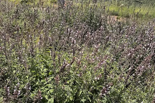 Bekiroğlu Zeytinyağı Fabrikasi - Resim 10