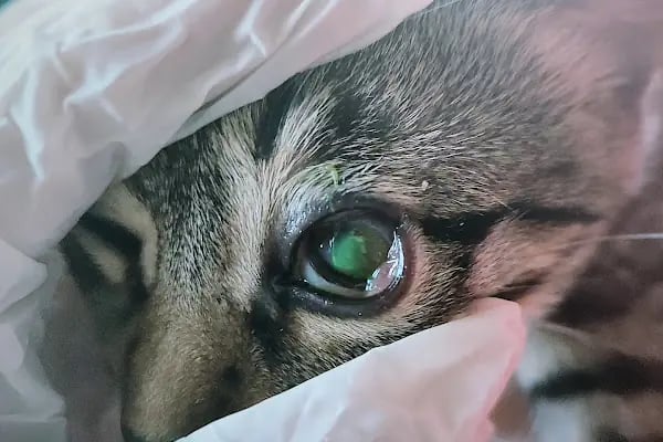 Bağbaşı Hypatia Veteriner Kliniği - Resim 9