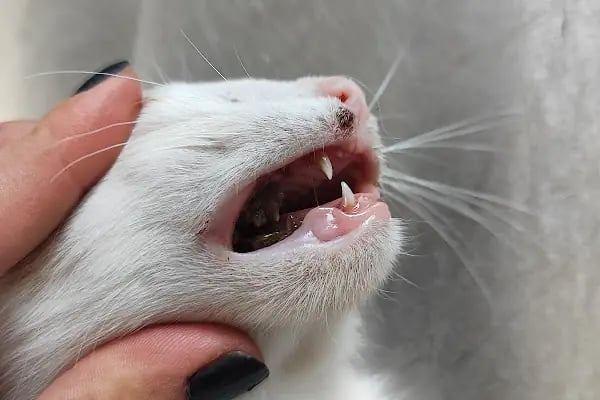 Bağbaşı Hypatia Veteriner Kliniği - Resim 11