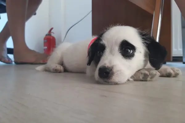 Bağbaşı Hypatia Veteriner Kliniği - Resim 15
