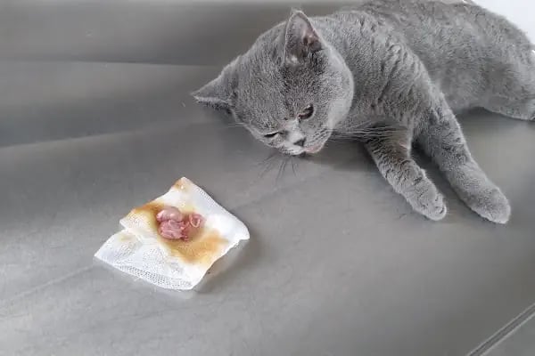 Bağbaşı Hypatia Veteriner Kliniği - Resim 2