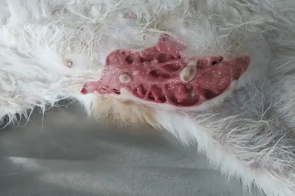 Bağbaşı Hypatia Veteriner Kliniği - Resim 3