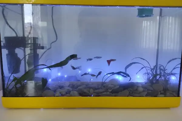 Akd Petshop Ve Akvaryum - Resim 13