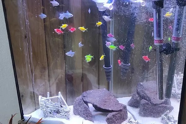 Koi fish İzmir ebinç - Resim 3