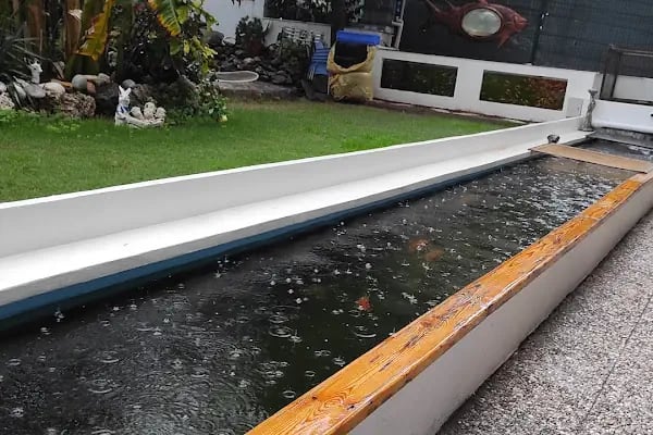 Koi fish İzmir ebinç - Resim 12