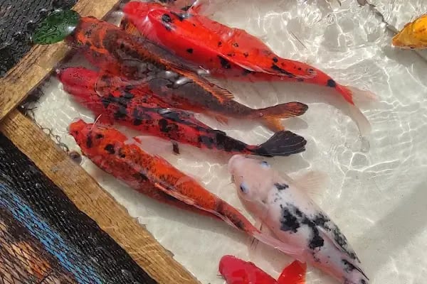 Koi fish İzmir ebinç - Resim 14