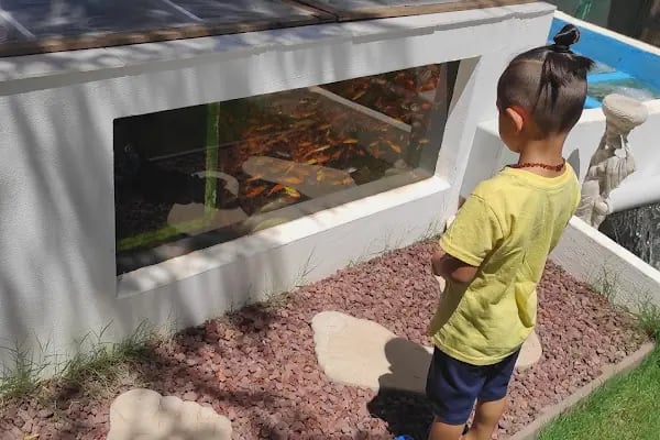 Koi fish İzmir ebinç - Resim 8